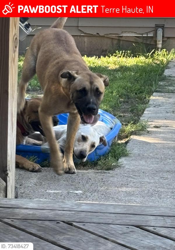 Lost Male Dog last seen North 15, Terre Haute, IN 47804