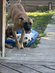 Lost Male Dog last seen North 15, Terre Haute, IN 47804
