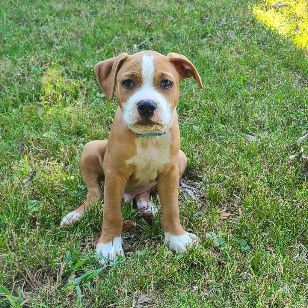 Shelter Stray Male Dog last seen , 2350 Appling City Cove, Memphis, TN 38133, USA
