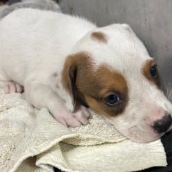 Shelter Stray Male Dog last seen , 2350 Appling City Cove, Memphis, TN 38133, USA