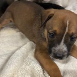 Shelter Stray Female Dog last seen , 2350 Appling City Cove, Memphis, TN 38133, USA