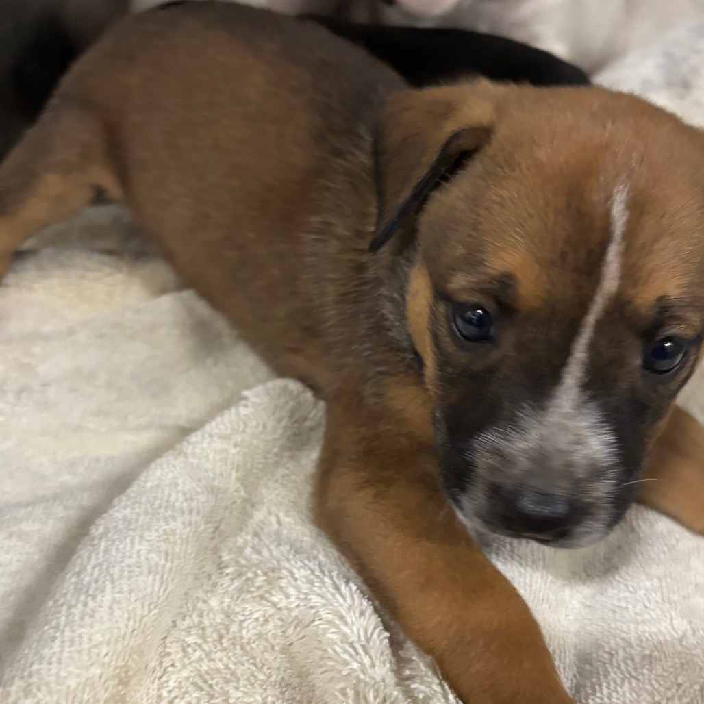 Shelter Stray Female Dog last seen , 2350 Appling City Cove, Memphis, TN 38133, USA