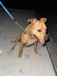 Found/Stray Male Dog last seen Spring River Dr Southfield MI, Southfield, MI 48076