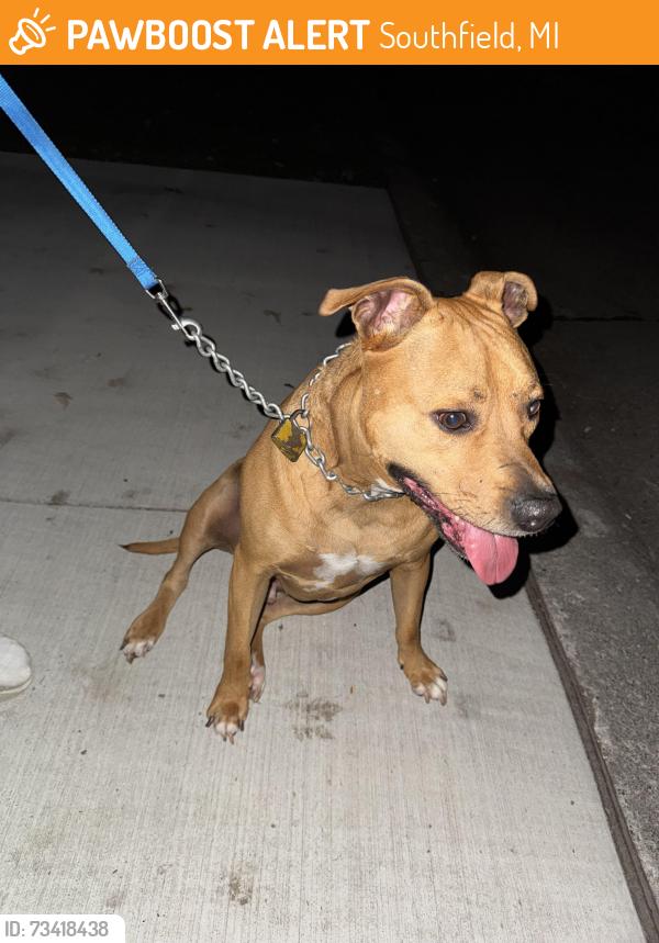 Found/Stray Male Dog last seen Spring River Dr Southfield MI, Southfield, MI 48076