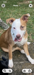 Reunited Female Dog last seen Near Way South. Got scared by truck and ran. Has leash and collar on. She is chipped, Birmingham, AL 35222