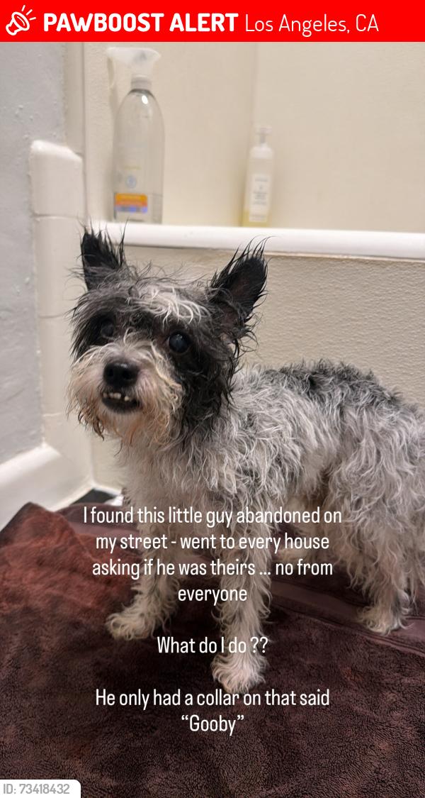 Lost Male Dog last seen Melrose and La brea, Los Angeles, CA 90036