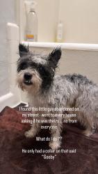 Lost Male Dog last seen Melrose and La brea, Los Angeles, CA 90036