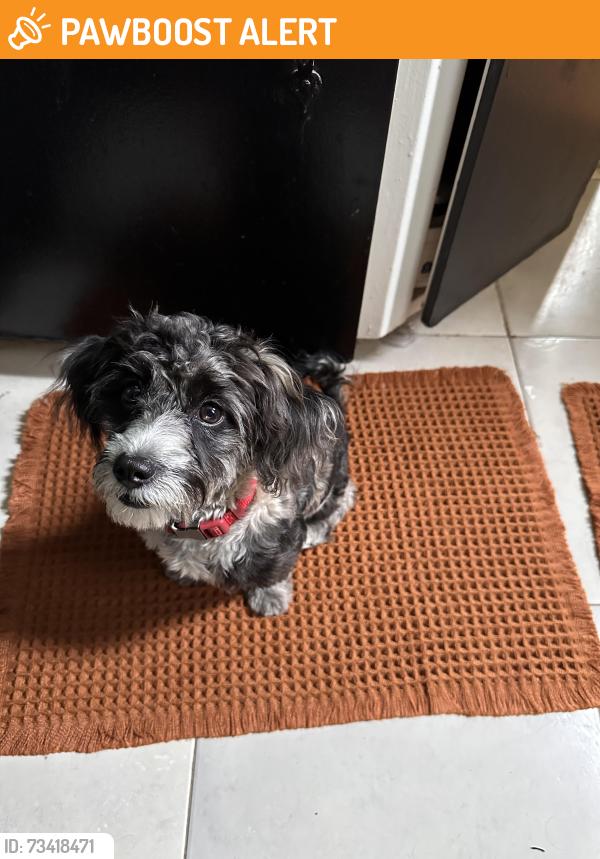 Found/Stray Female Dog last seen Alessandro ave, Riverside County, CA 92567
