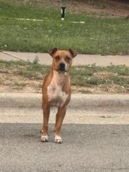Found/Stray Unknown Dog last seen 16th & Elkhart, Lubbock, TX 79416