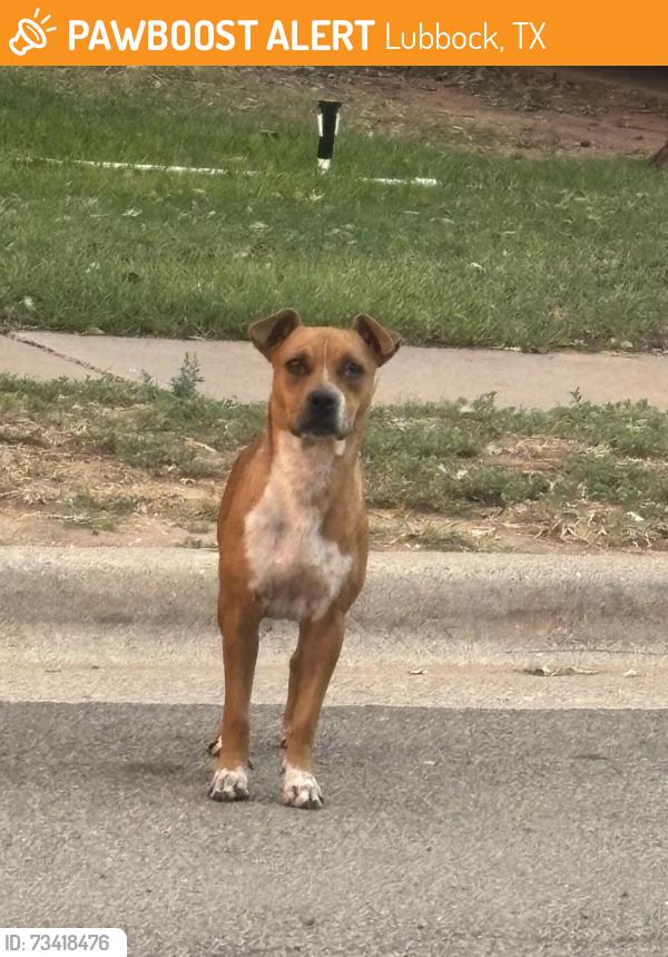Found/Stray Unknown Dog last seen 16th & Elkhart, Lubbock, TX 79416