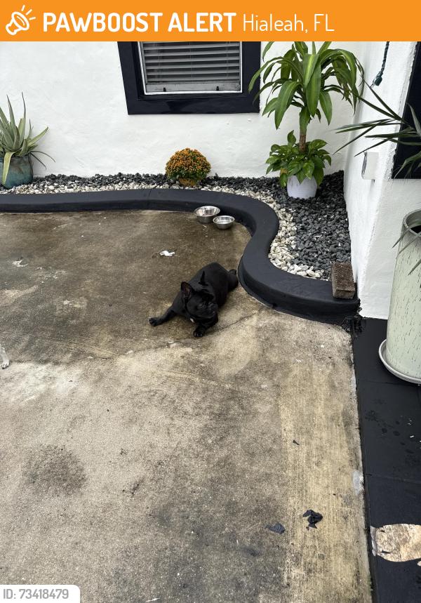 Found/Stray Unknown Dog last seen Dollar store, Hialeah, FL 33010