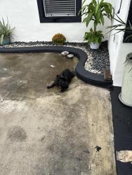 Found/Stray Unknown Dog last seen Dollar store, Hialeah, FL 33010