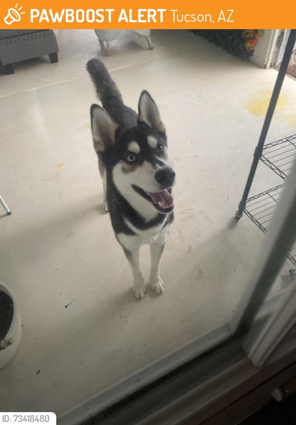 Found/Stray Male Dog last seen Alma Wash, Tucson, AZ 85730