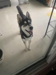 Found/Stray Male Dog last seen Alma Wash, Tucson, AZ 85730