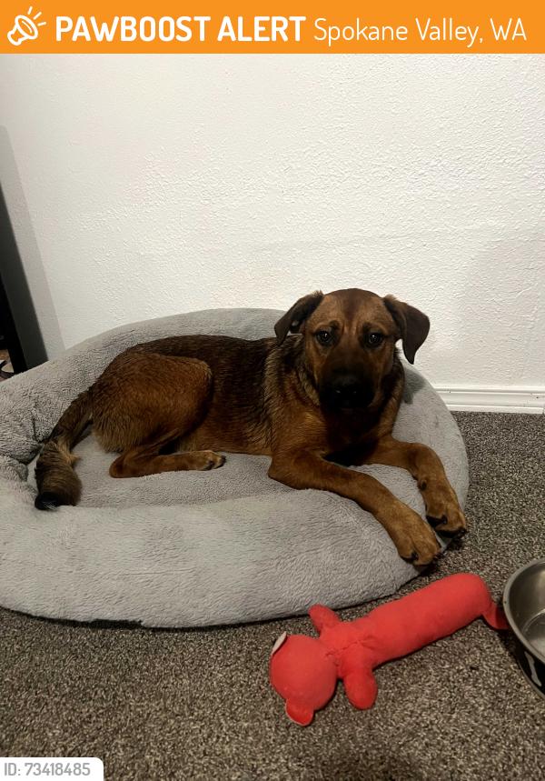 Found/Stray Female Dog last seen Trent and sullivan, Spokane Valley, WA 99216