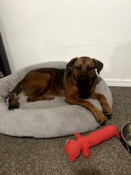 Found/Stray Female Dog last seen Trent and sullivan, Spokane Valley, WA 99216
