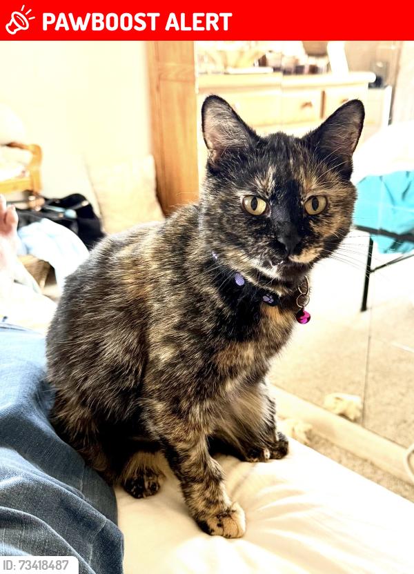 Lost Female Cat last seen 10th & Zinnia, Jefferson County, CO 80401