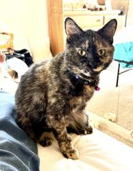 Lost Female Cat last seen 10th & Zinnia, Jefferson County, CO 80401