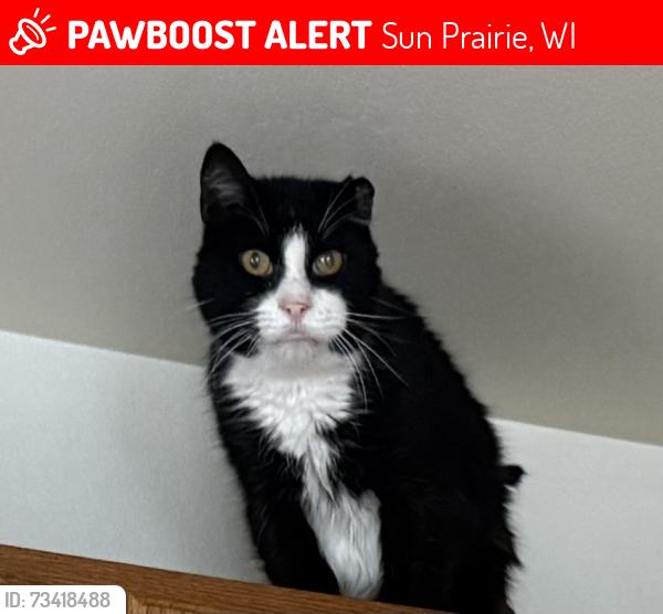 Lost Male Cat last seen Triumph Dr/Prospect Commons, Sun Prairie, WI 53590