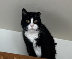 Lost Male Cat last seen Triumph Dr/Prospect Commons, Sun Prairie, WI 53590
