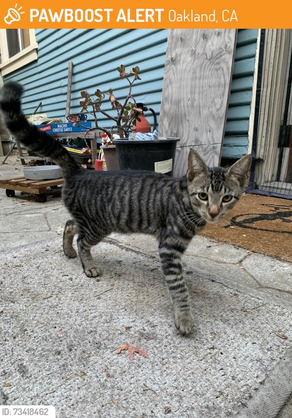 Found/Stray Male Cat last seen Harrison Ave and Pearl St, Oakland, CA 94611