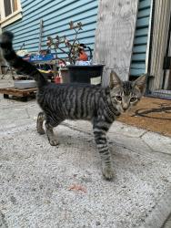 Found/Stray Male Cat last seen Harrison Ave and Pearl St, Oakland, CA 94611