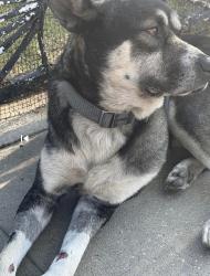 Reunited Male Dog last seen Near McKinley Pl, Los Angeles, CA 90002, Los Angeles, CA 90002