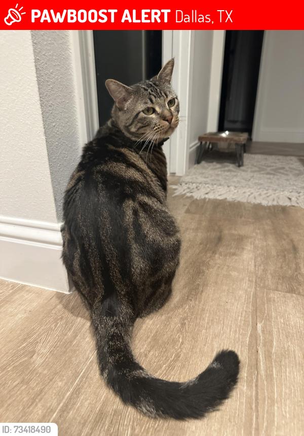 Lost Male Cat last seen Hillcrest/Campbell, Dallas, TX 75248