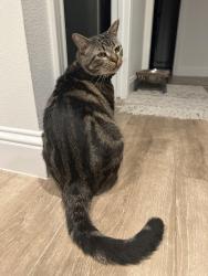 Lost Male Cat last seen Hillcrest/Campbell, Dallas, TX 75248
