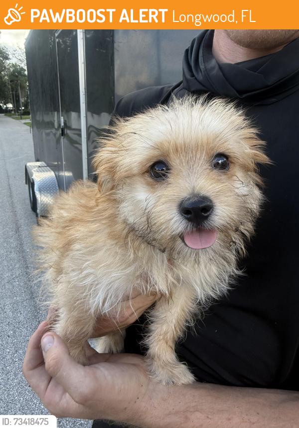 Found/Stray Male Dog last seen N lake view dr, Longwood, FL 32750