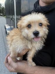 Found/Stray Male Dog last seen N lake view dr, Longwood, FL 32750