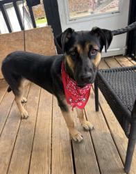 Lost Female Dog last seen by friendship road near the publix off 985, Buford, GA 30518