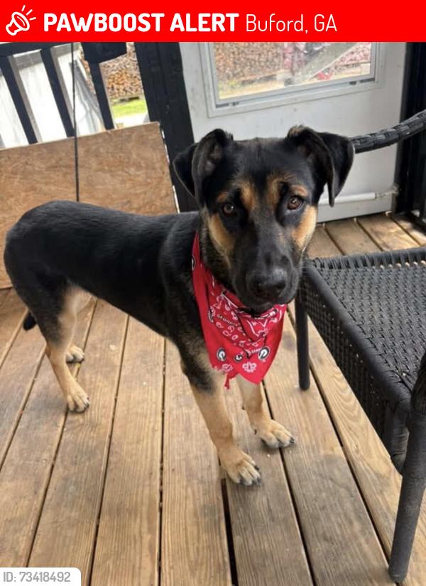 Lost Female Dog last seen by friendship road near the publix off 985, Buford, GA 30518