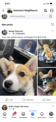 Reunited Male Dog last seen South branch street near the community centre, Ottawa, ON 