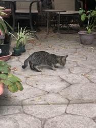 Found/Stray Unknown Cat last seen Harrison St and Pearl St, Oakland, CA 94611