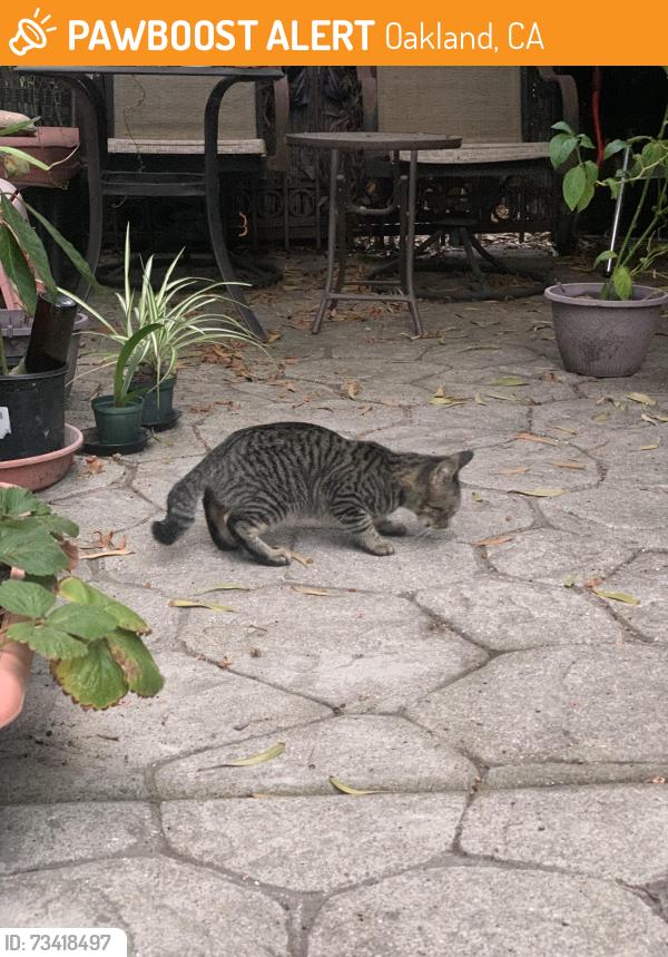 Found/Stray Unknown Cat last seen Harrison St and Pearl St, Oakland, CA 94611