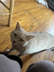 Reunited Female Cat last seen Clifton park village, Silver Spring, MD 20901