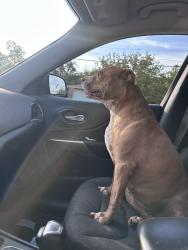 Found/Stray Female Dog last seen College hills, San Angelo, TX 76903