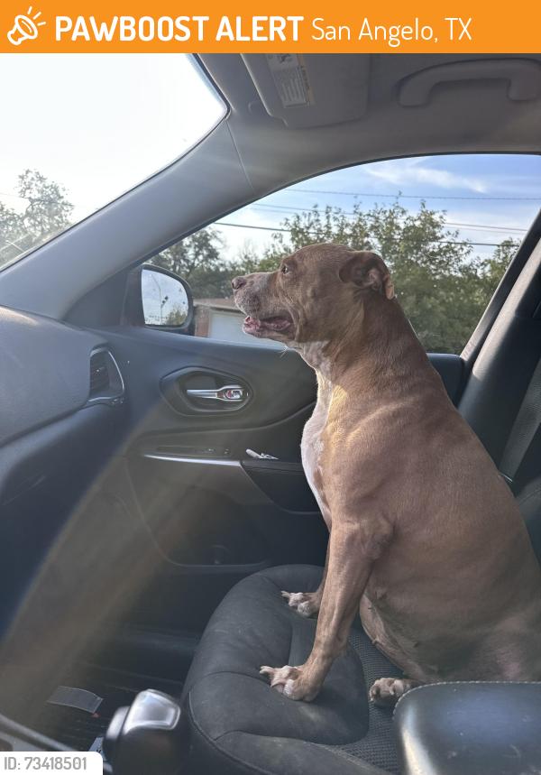 Found/Stray Female Dog last seen College hills, San Angelo, TX 76903