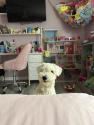 Lost Male Dog last seen Near turlington dr benson, Benson, NC 27504