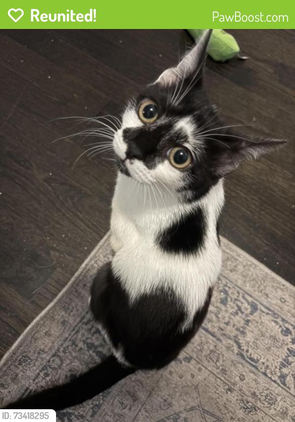 Reunited Female Cat last seen Near West Dakin St and North Seminary Ave, Chicago, IL 60618