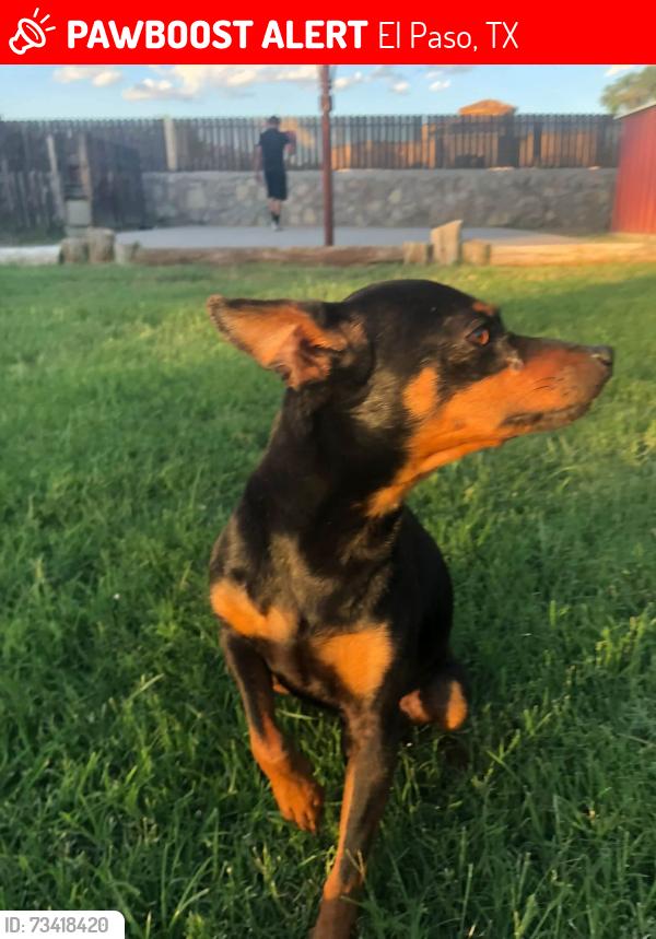 Lost Male Dog last seen Lingburg and Mora Dr, El Paso, TX 79932