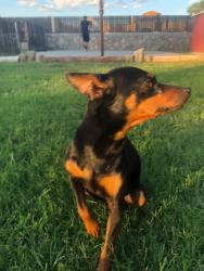 Lost Male Dog last seen Lingburg and Mora Dr, El Paso, TX 79932