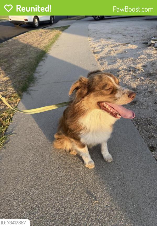 Reunited Male Dog last seen Riverside, Rialto, CA 92377
