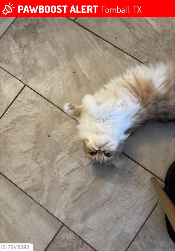 Lost Female Cat last seen Near drum heller ln tomball tx 77377, Tomball, TX 77377