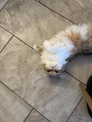 Lost Female Cat last seen Near drum heller ln tomball tx 77377, Tomball, TX 77377