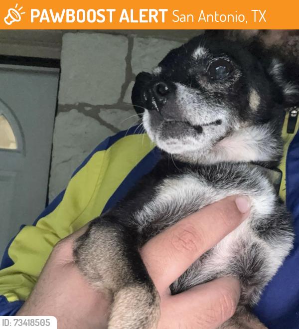 Found/Stray Male Dog last seen Royston and Zarzamora, San Antonio, TX 78225