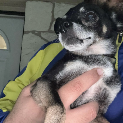 Found/Stray Male Dog last seen Royston and Zarzamora, San Antonio, TX 78225