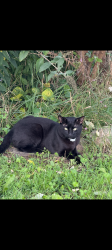 Lost Male Cat last seen Near street and 68 drive, Queens, NY 11367
