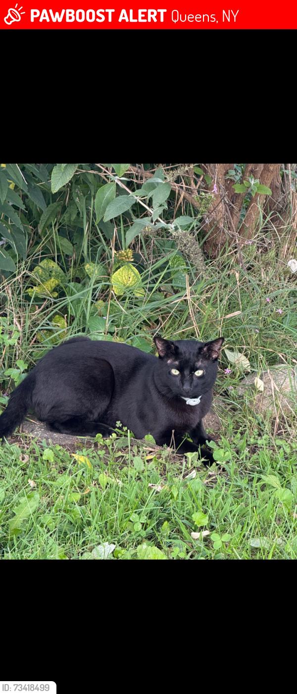 Lost Male Cat last seen Near street and 68 drive, Queens, NY 11367
